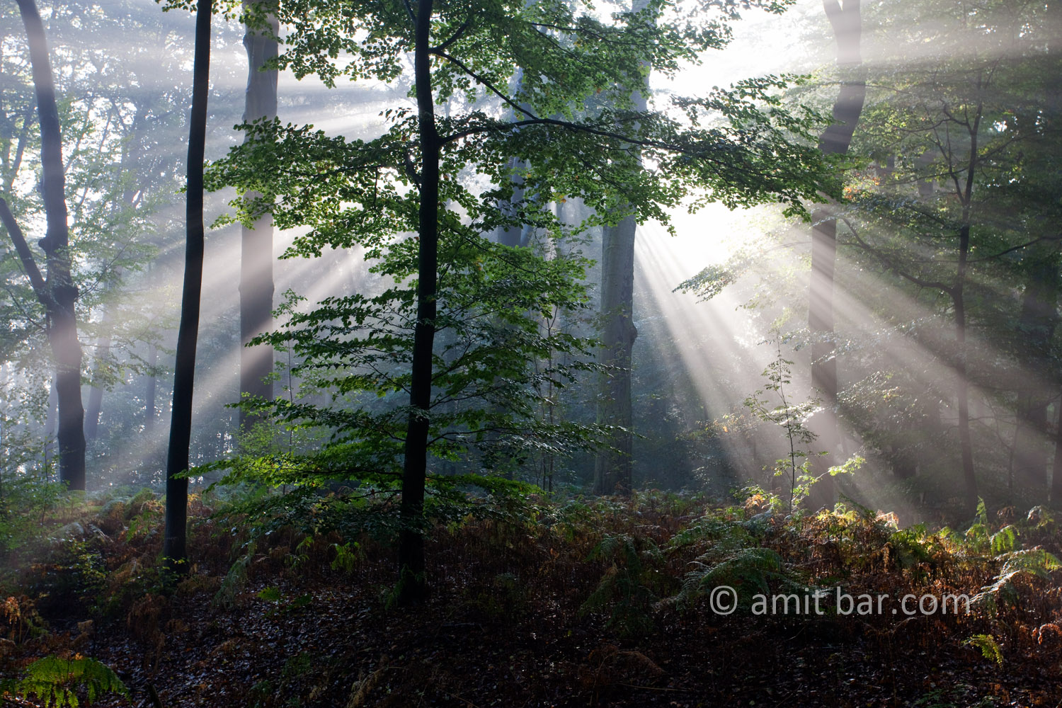 Backlight I: Backlight in the forest of Slangenburg, The Netherlands 