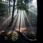 Backlight II: Backlight in the forest of Slangenburg, The Netherlands