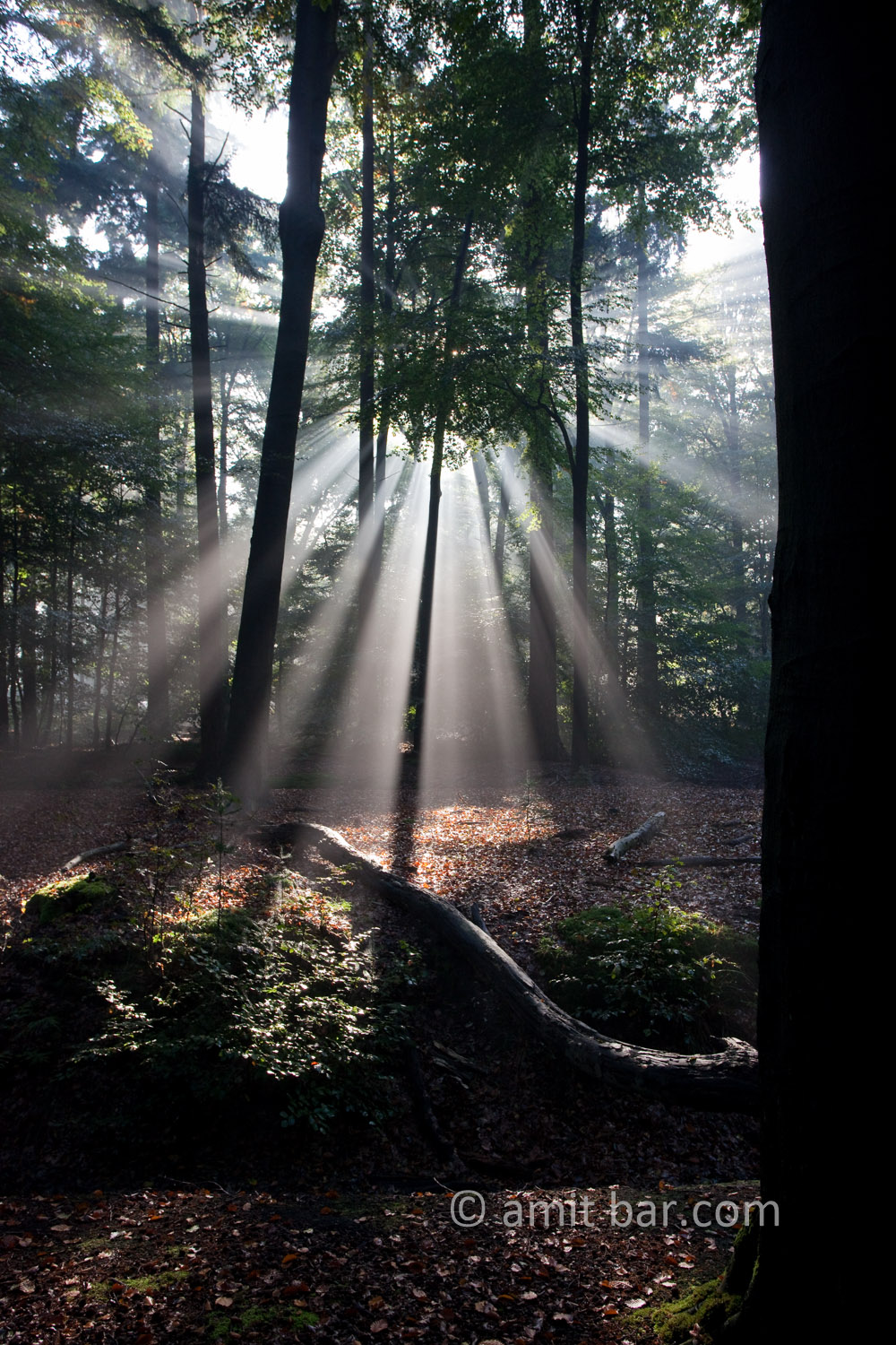 Backlight II: Backlight in the forest of Slangenburg, The Netherlands 