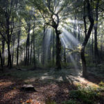 Backlight III: Backlight in the forest of Slangenburg, The Netherlands