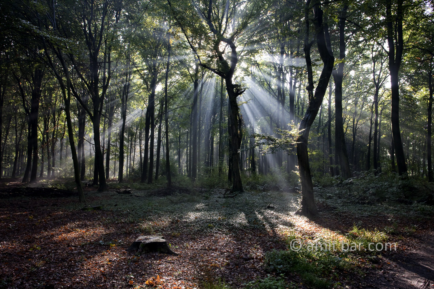 Backlight III: Backlight in the forest of Slangenburg, The Netherlands 