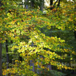 Backlighted: Forest scene