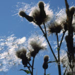 Bald flowers: Flowers spreading their vegetation in autumn