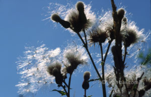 Bald flowers: Flowers spreading their vegetation in autumn