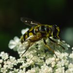 Bee on white flowers