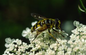 Bee on white flowers