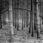 Bended tree trunk in the forest