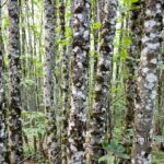 Birch trees: Biirch trees in a forest at the Morvan, France