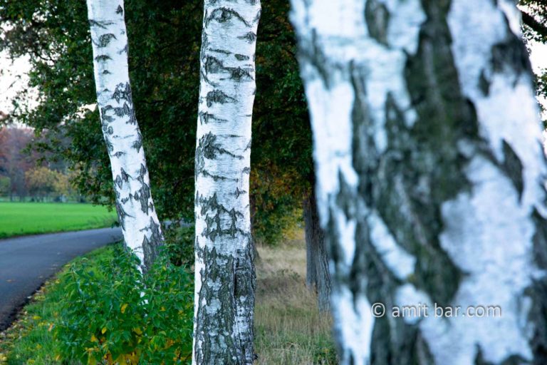 Birch trees in De Achterhoek
