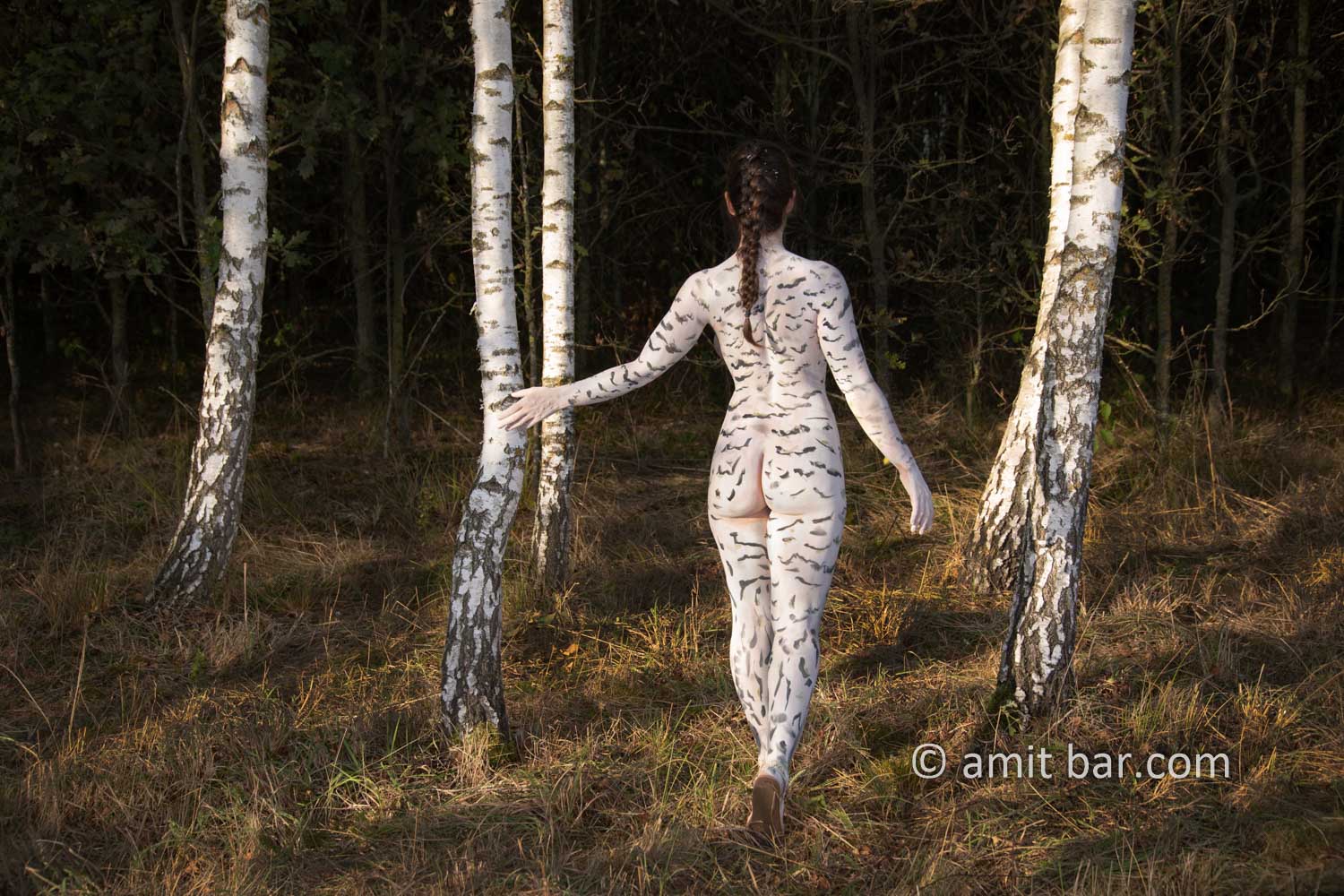 Birches grove I: A body-painting model is strolling among the white trunks of birch trees in De Achterhoek, The Netherlands