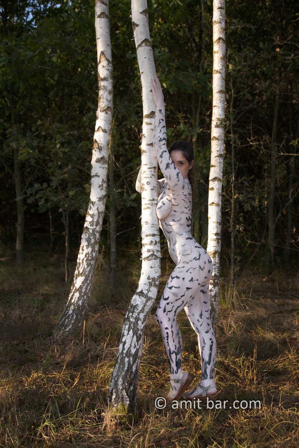 Birches grove II: A body-painting model is strolling among the white trunks of birch trees in De Achterhoek, The Netherlands