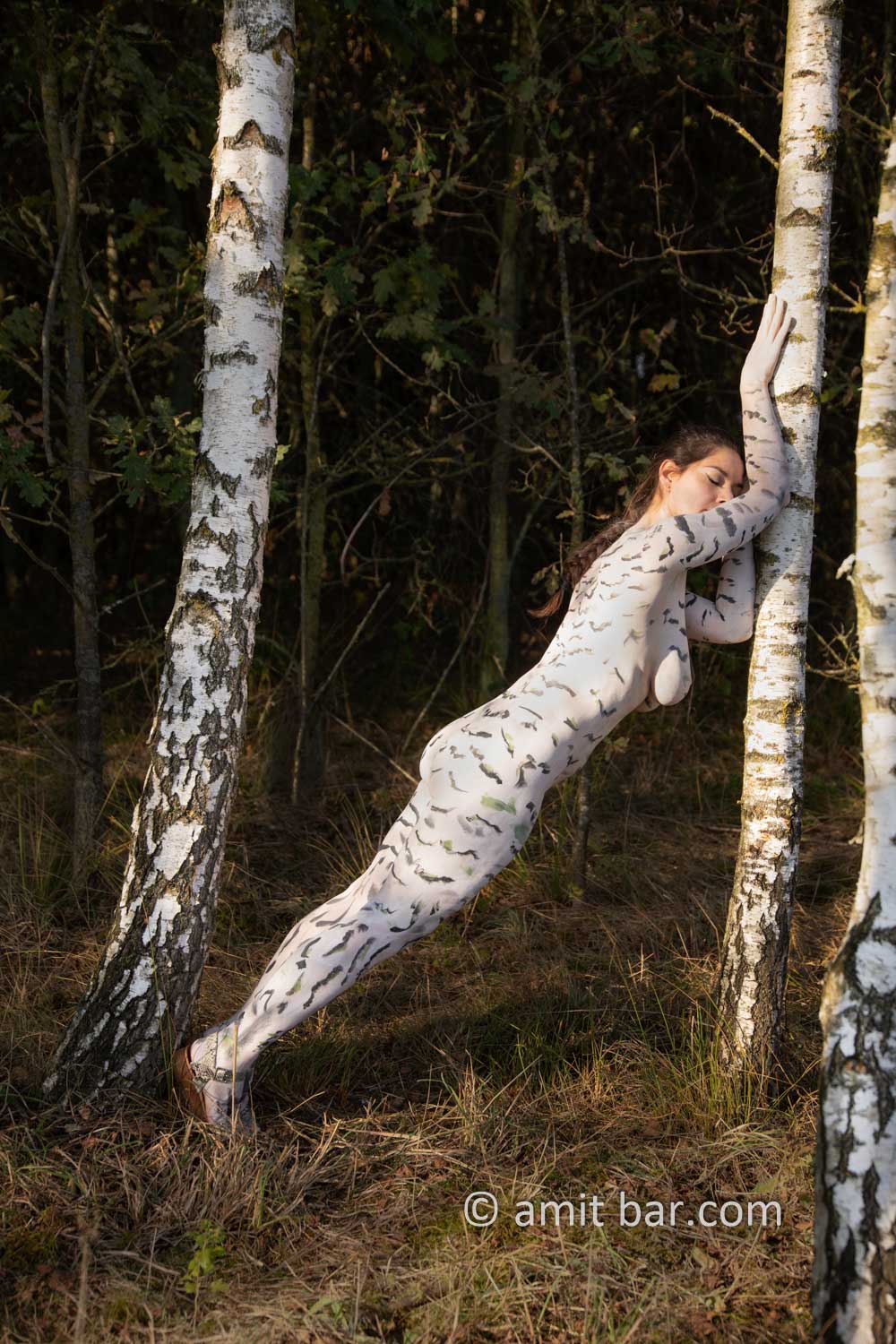 Birches grove III: A body-painting model is strolling among the white trunks of birch trees in De Achterhoek, The Netherlands