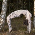 A body-painting model is making an arch between the white trunks of birch trees in De Achterhoek, The Netherlands