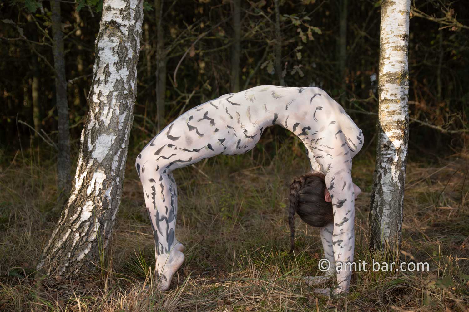 A body-painting model is making an arch between the white trunks of birch trees in De Achterhoek, The Netherlands