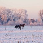 Black horses: Black horses in a frosted field