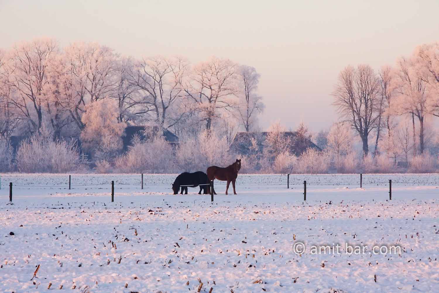 Black horses: Black horses in a frosted field