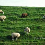 Black sheep: Sheeps grazing on dike in Zeeland, The Netherlands