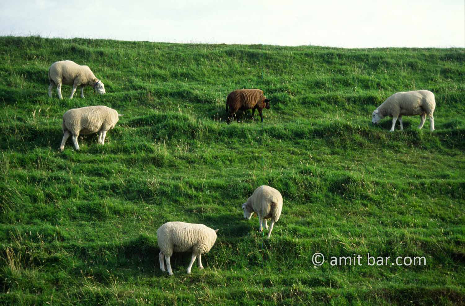 Black sheep: Sheeps grazing on dike in Zeeland, The Netherlands