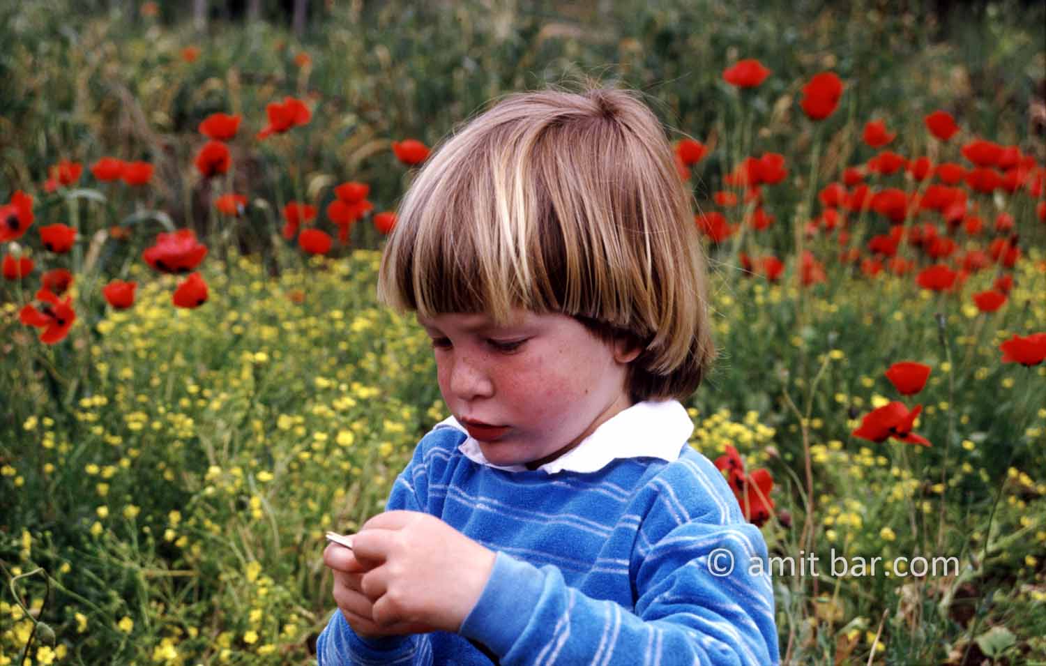 Boy with poppies: A boy in a field of poppies flowers