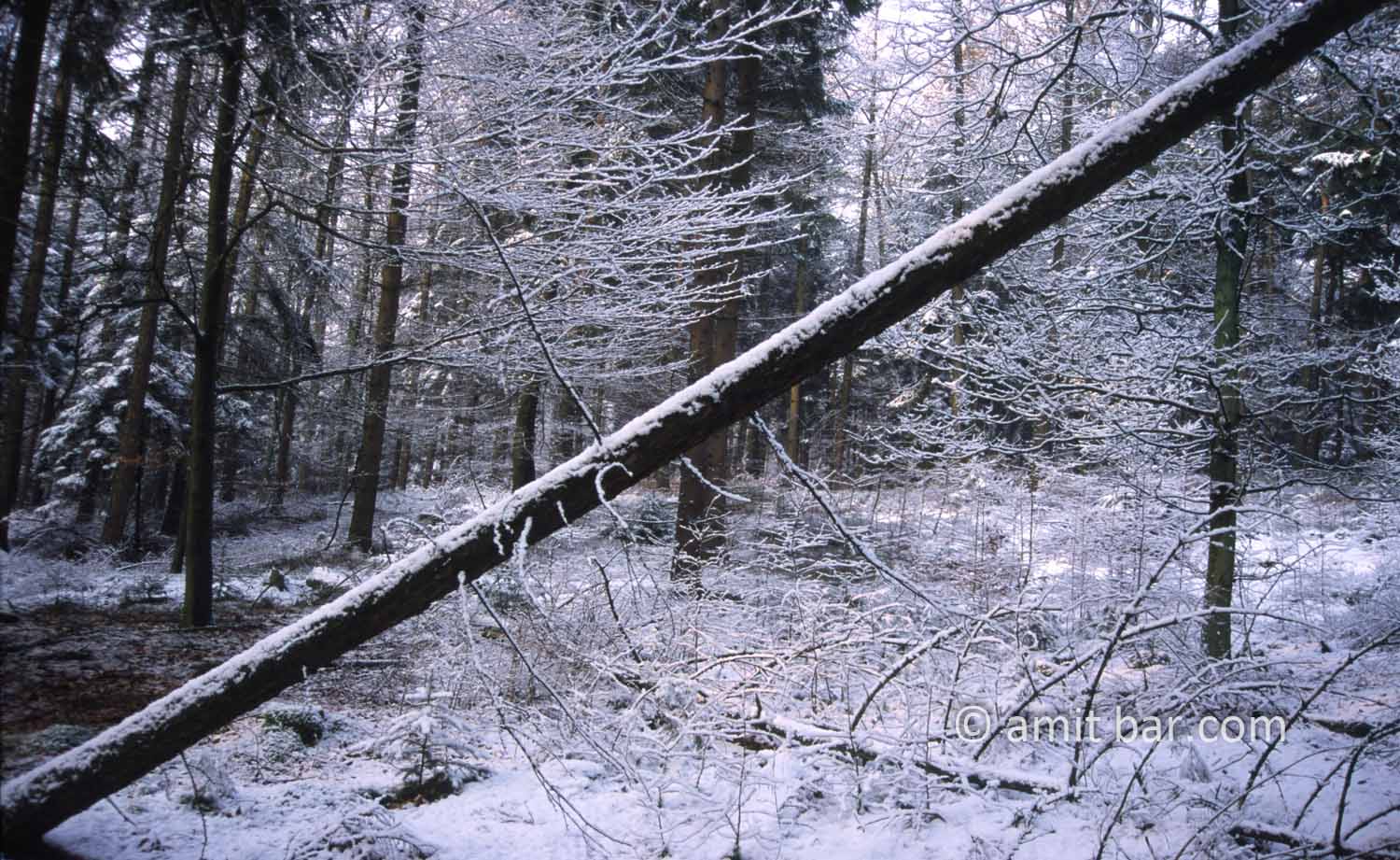 Broken tree I: A frozen landscape with a broken tree