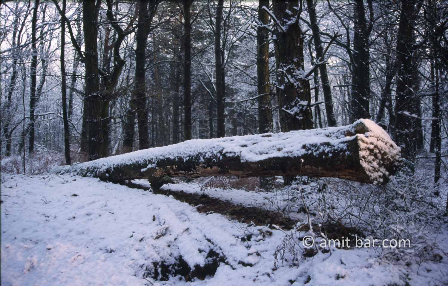 Broken tree II: A frozen landscape with a broken tree