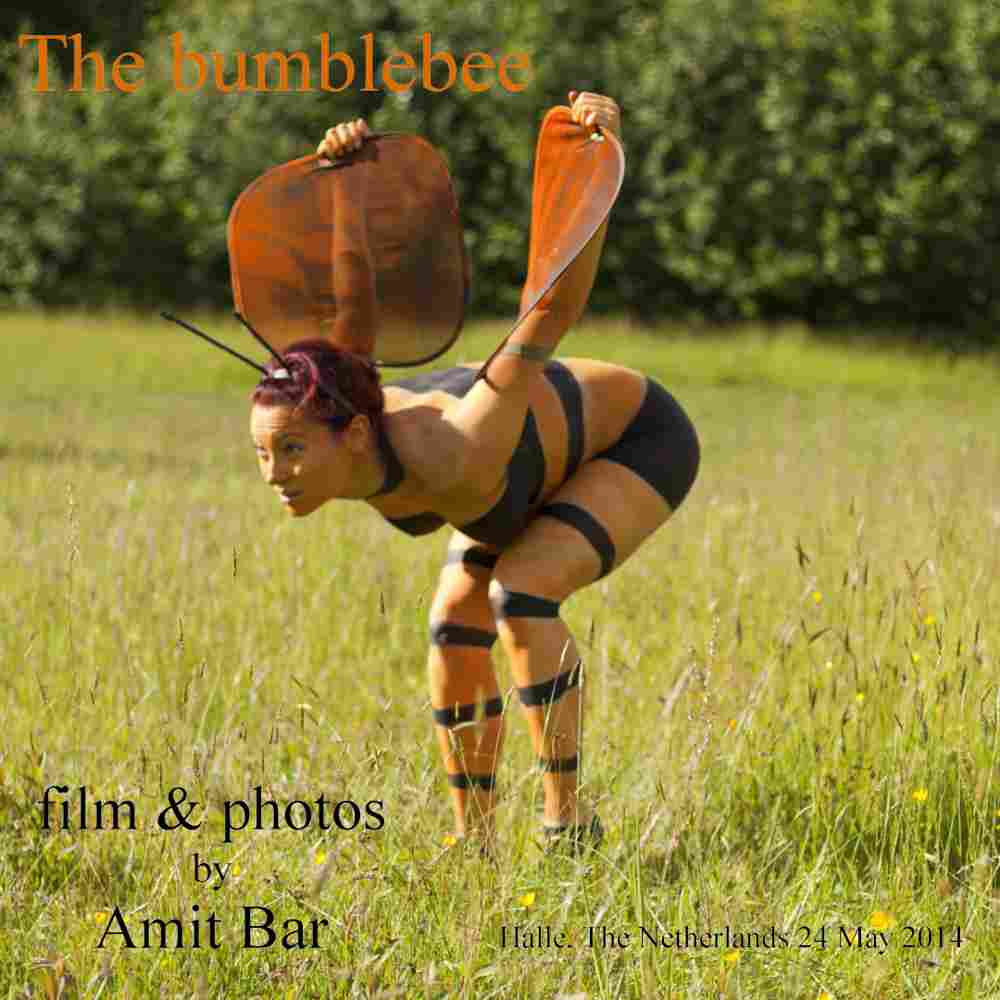 Bumblebee video: The bumblebee is a very busy type of insect. Flying from flower to flower, never have rest. It is another film of the series Humans and Animals.