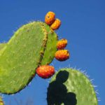Cactus fruit: The shade of a cactus fruit is falling on the leaf