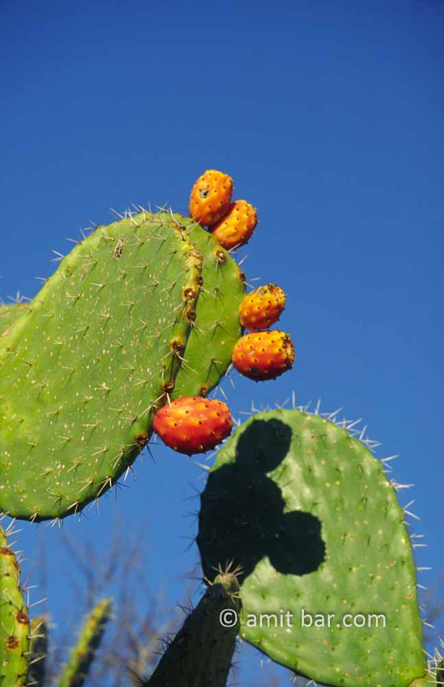 Cactus fruit: The shade of a cactus fruit is falling on the leaf