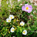 Carmel wild flowers I: wild flowers on mountain Carmel, Israel in the spring time