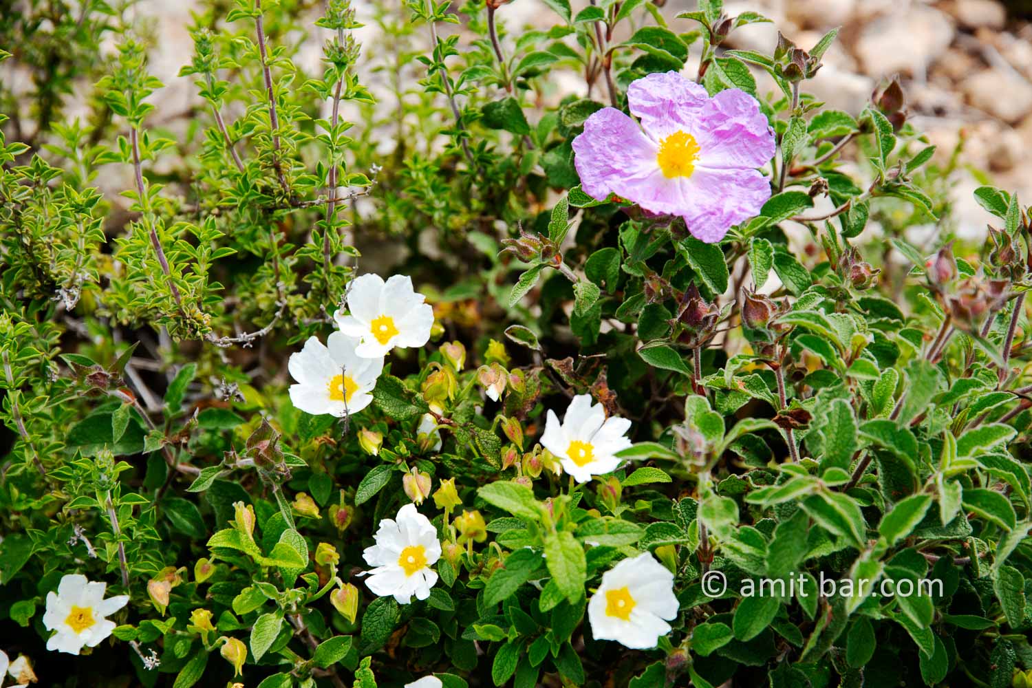 Carmel wild flowers I: wild flowers on mountain Carmel, Israel in the spring time