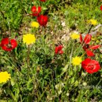 Carmel wild flowers II: wild flowers on mountain Carmel, Israel in the spring time