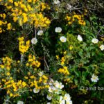 Carmel wild flowers IV: wild flowers on mountain Carmel, Israel in the spring time