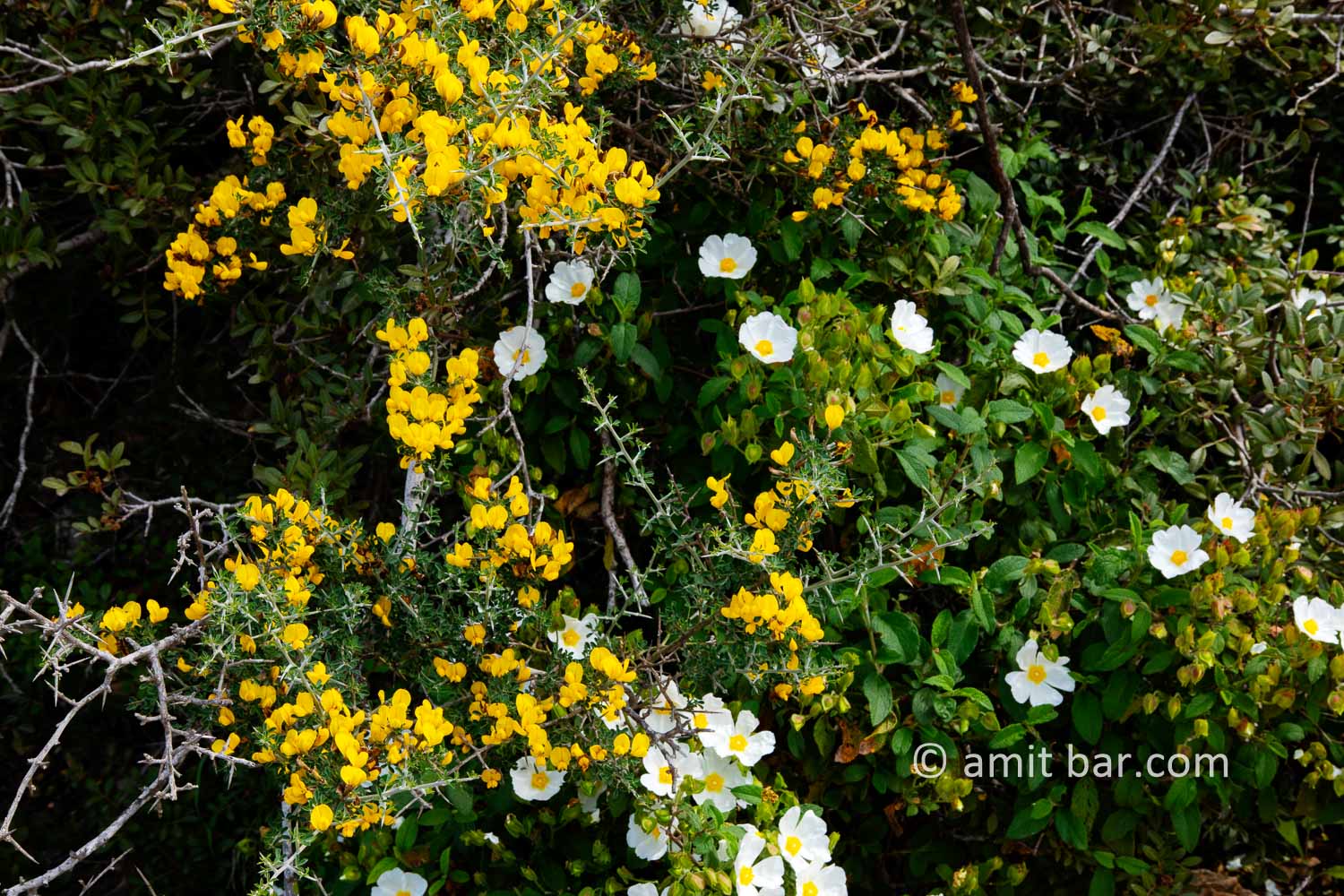 Carmel wild flowers IV: wild flowers on mountain Carmel, Israel in the spring time
