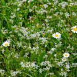 Carmel wild flowers IX: wild flowers on mountain Carmel, Israel in the spring time