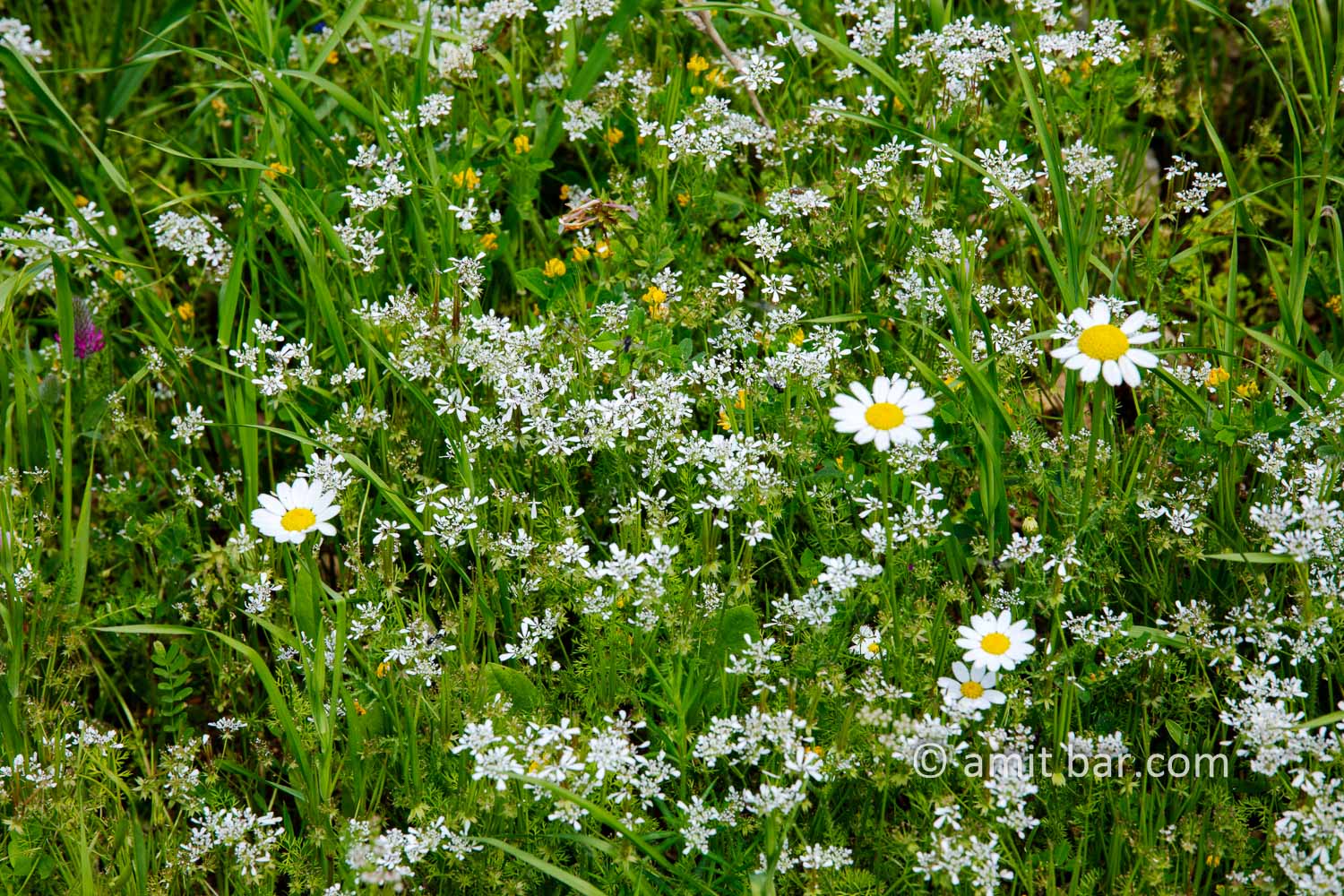 Carmel wild flowers IX: wild flowers on mountain Carmel, Israel in the spring time