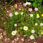 Carmel wild flowers V: wild flowers on mountain Carmel, Israel in the spring time