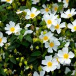Carmel wild flowers VI: wild flowers on mountain Carmel, Israel in the spring time