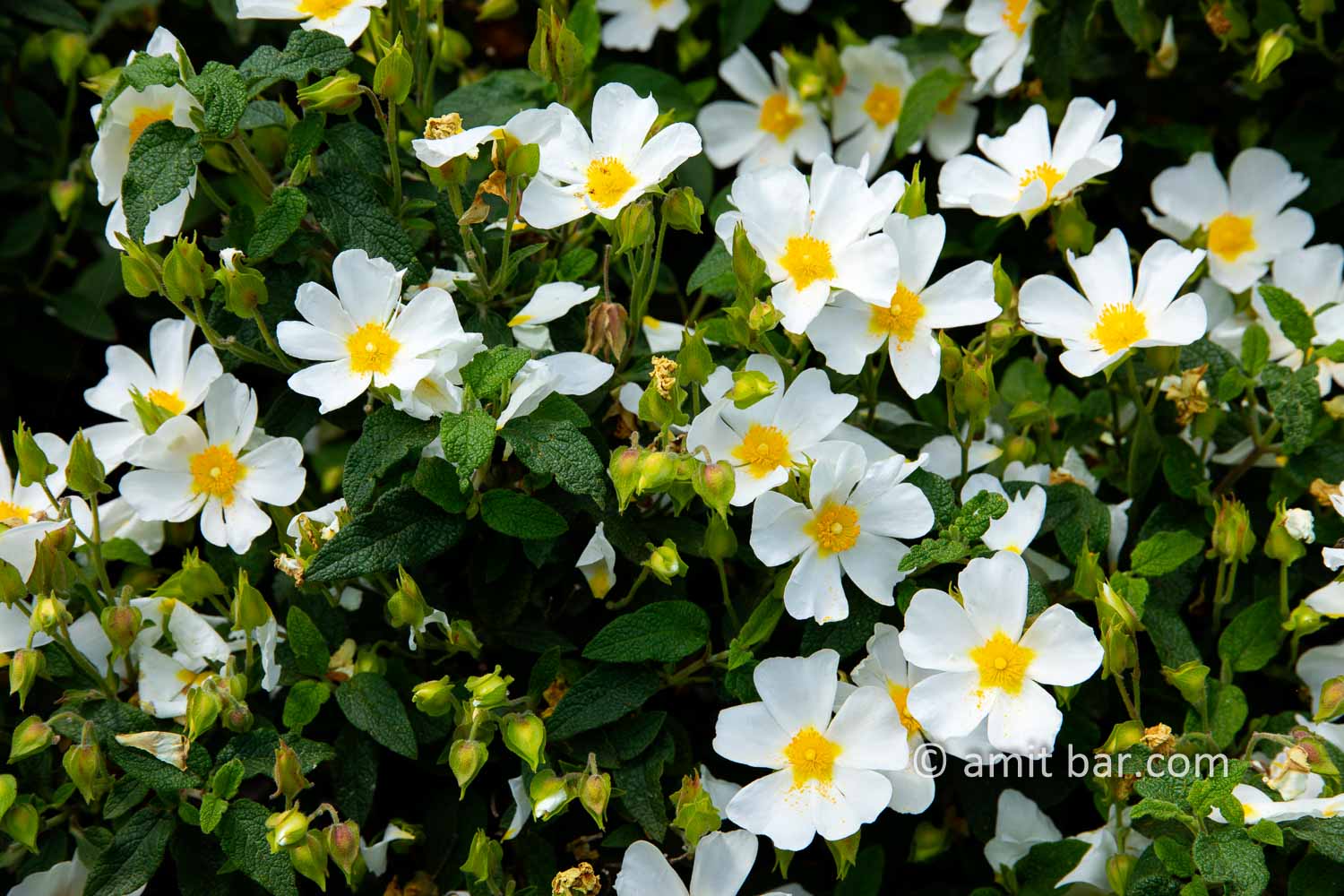 Carmel wild flowers VI: wild flowers on mountain Carmel, Israel in the spring time