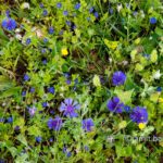Carmel wild flowers VII: wild flowers on mountain Carmel, Israel in the spring time