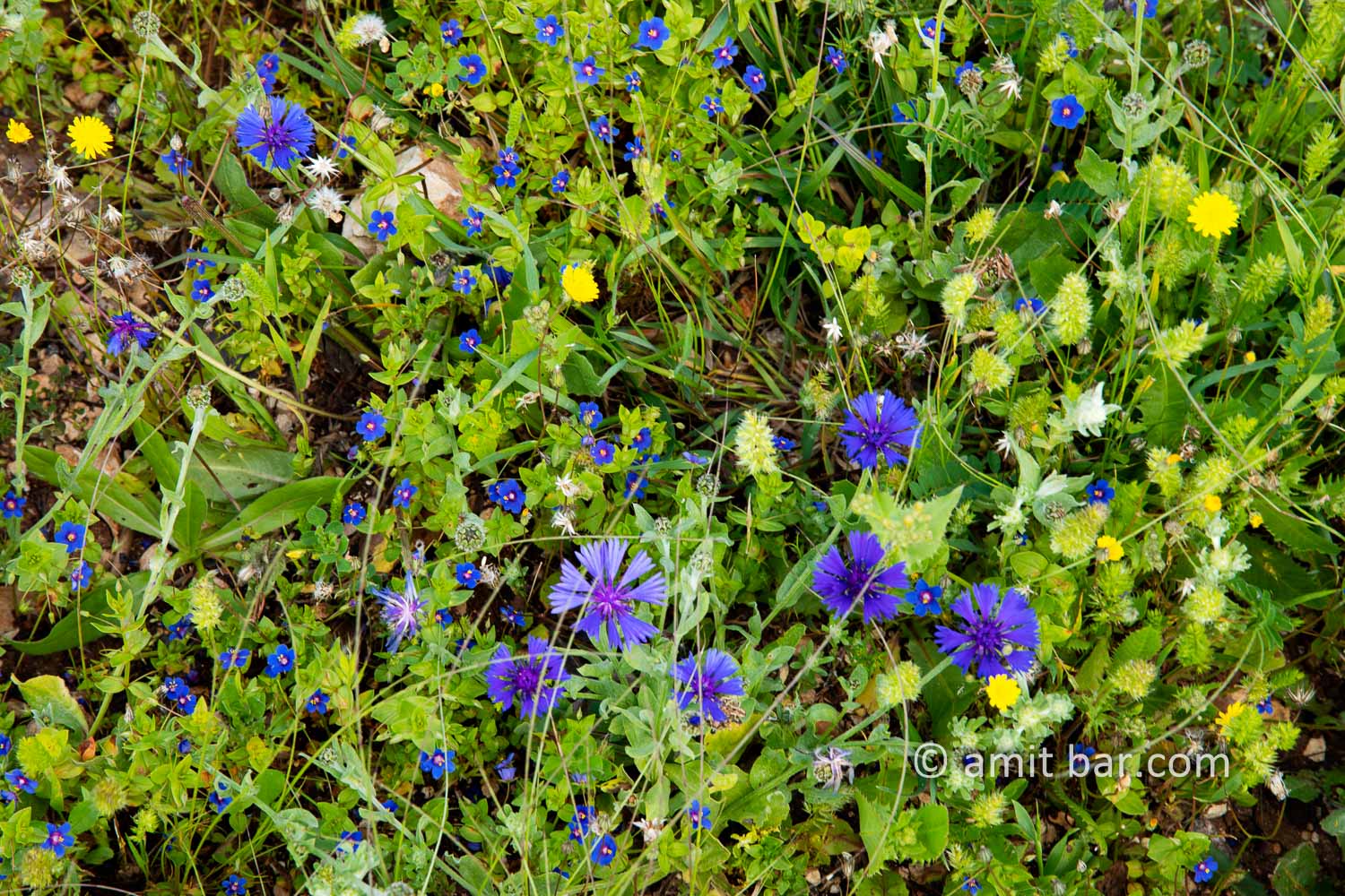 Carmel wild flowers VII: wild flowers on mountain Carmel, Israel in the spring time