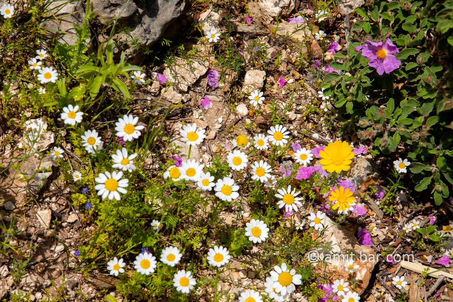 Carmel wild flowers VIII: wild flowers on mountain Carmel, Israel in the spring time