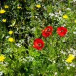 Carmel wild flowers X: wild flowers on mountain Carmel, Israel in the spring time