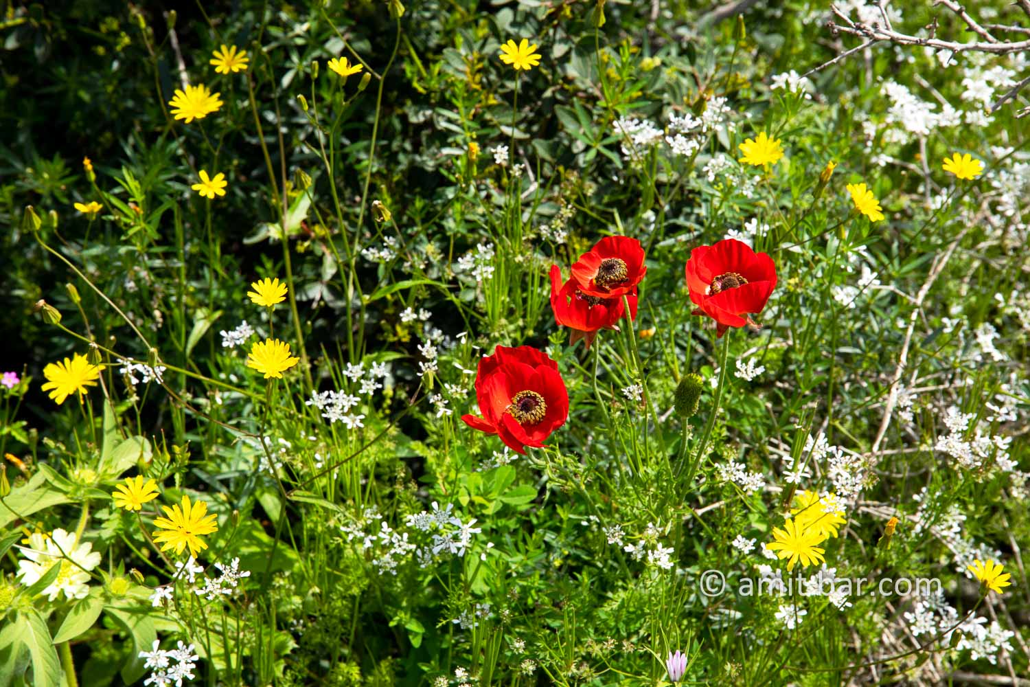 Carmel wild flowers X: wild flowers on mountain Carmel, Israel in the spring time