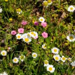 Carmel wild flowers XI: wild flowers on mountain Carmel, Israel in the spring time