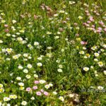 Carmel wild flowers XII: wild flowers on mountain Carmel, Israel in the spring time