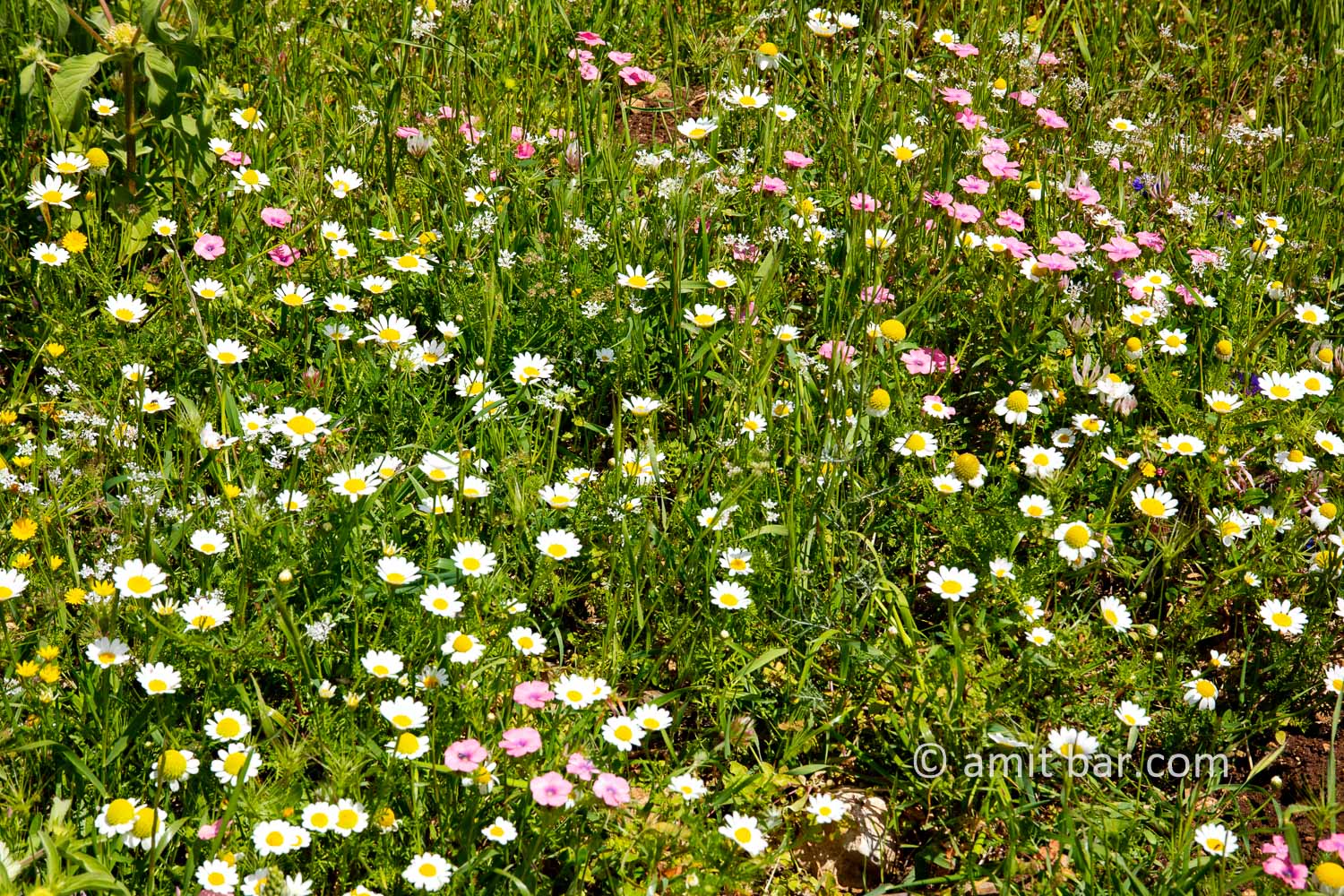 Carmel wild flowers XII: wild flowers on mountain Carmel, Israel in the spring time
