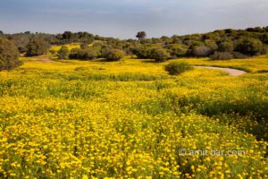 Chrysanthemum flowers on Mt. Carmel: Spring time in Israel