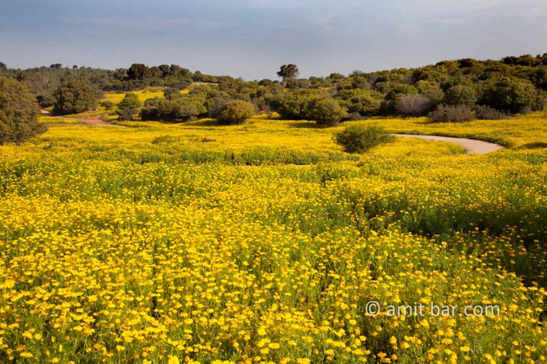 Chrysanthemum flowers on Mt. Carmel