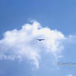Clouds VII: A condor glides under white cloud in Mexico
