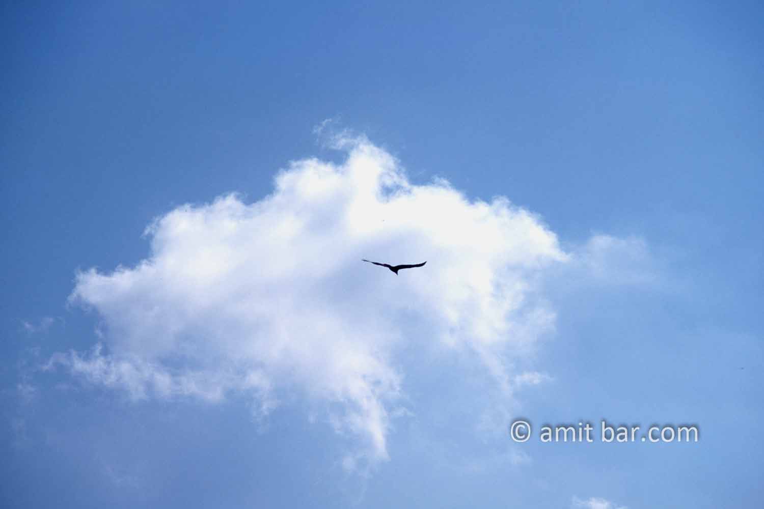 Clouds VII:  A condor glides under white cloud in Mexico